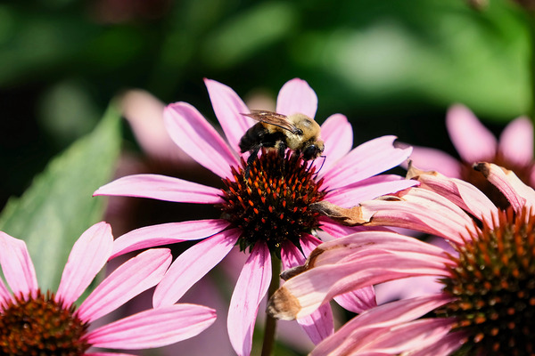 Coneflower and the Resting Wanderer Digital Download
