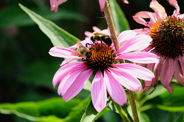 Duo at Dawn: Bees on the Coneflower’s Crown Téléchargement Numérique