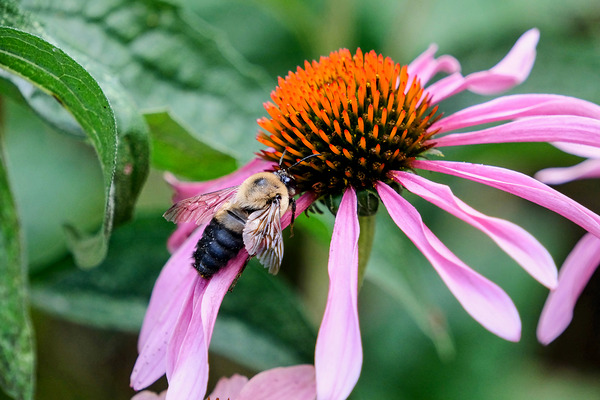 Stillness Amid the Spires of Echinacea Digital Download