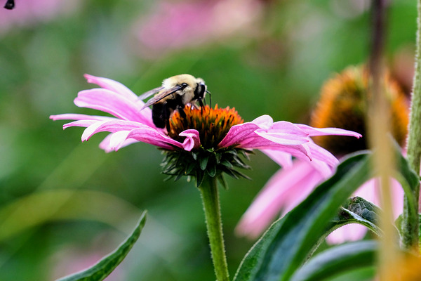 A Bumblebee’s Pause on Coneflower Téléchargement Numérique