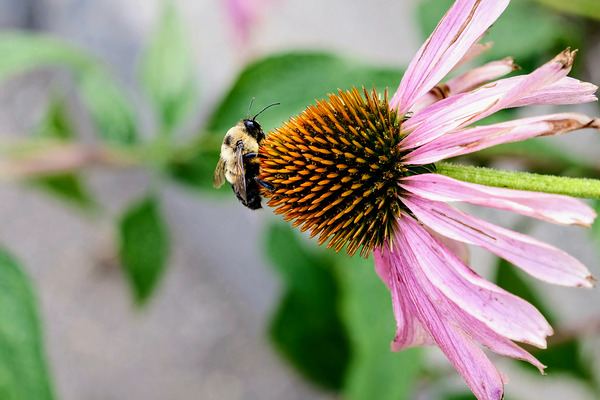 The Bee and the Purple Coneflower Digital Download
