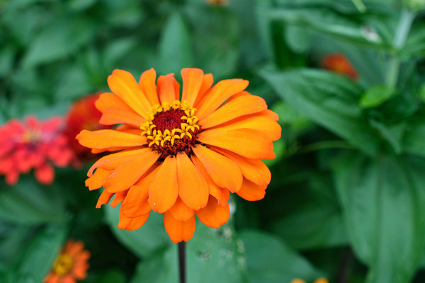 Orange You Royale King Zinnia Téléchargement Numérique
