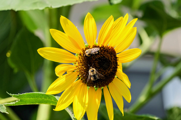 The Sunflower Keeps Time for Two Digital Download