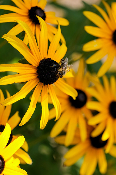 Bee A Black-Eyed Susan Secret Guest Digital Download