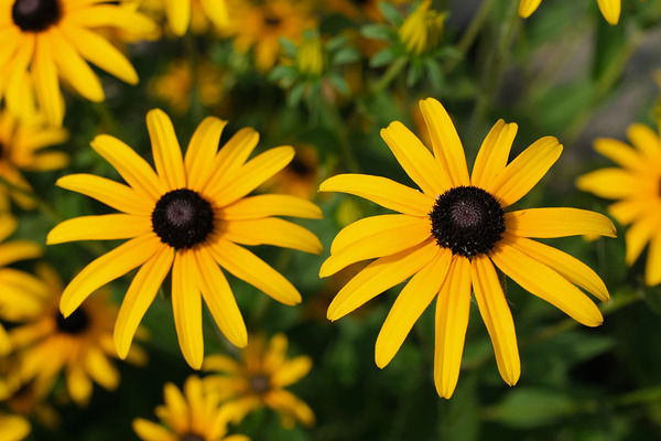 Golden Resilience: Black-Eyed Susan in Summer Bloom Digital Download