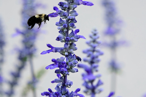 Salvia Bloom & the Pollinator Digital Download