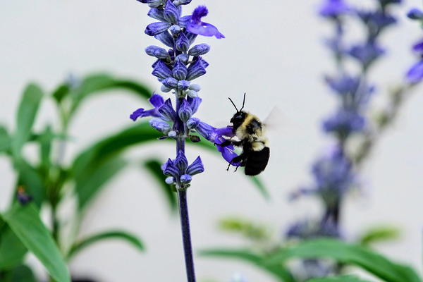 Just A Blue Salvia Buzzing Bee Digital Download