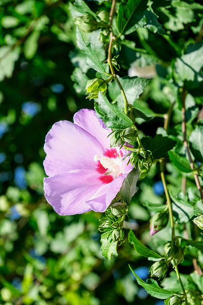 A Hibiscus Glimpse into Nature’s Heartbeat Digital Download