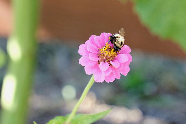 The Quiet Provider: Portrait of Pollination Téléchargement Numérique