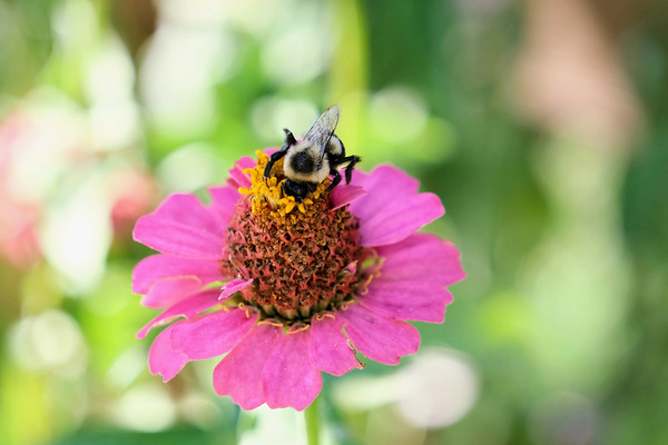 Tiny Architect of the Bloomworld Digital Download