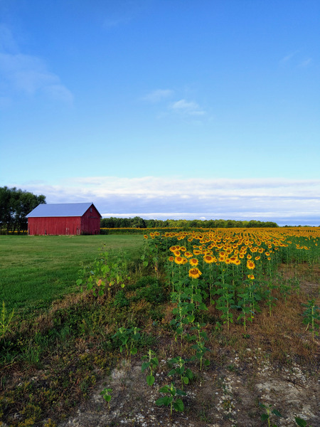 Golden Silence Digital Download