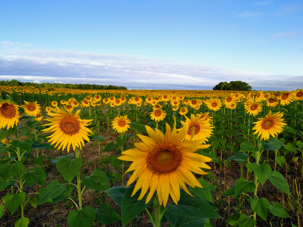 The Heart of Summer  Téléchargement Numérique