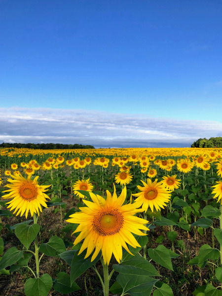 Fields of Joy Digital Download