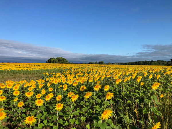A Sea of Golden Dreams Téléchargement Numérique