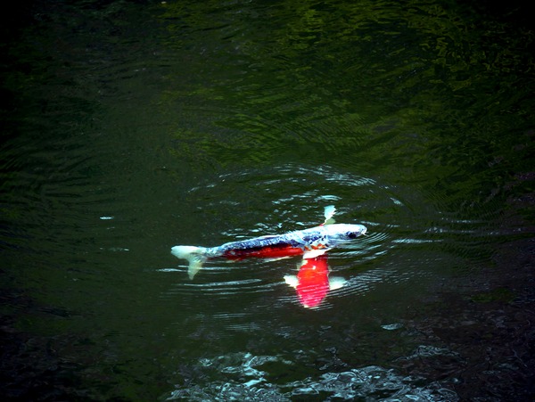 Playful Koi Téléchargement Numérique