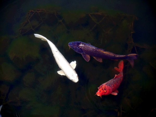 Some Very Coy Koi Téléchargement Numérique