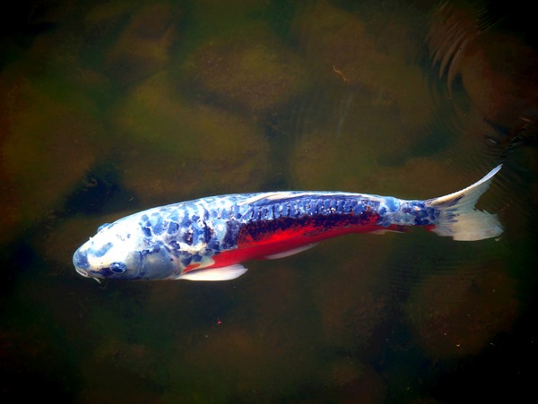 An American Koi Story Téléchargement Numérique