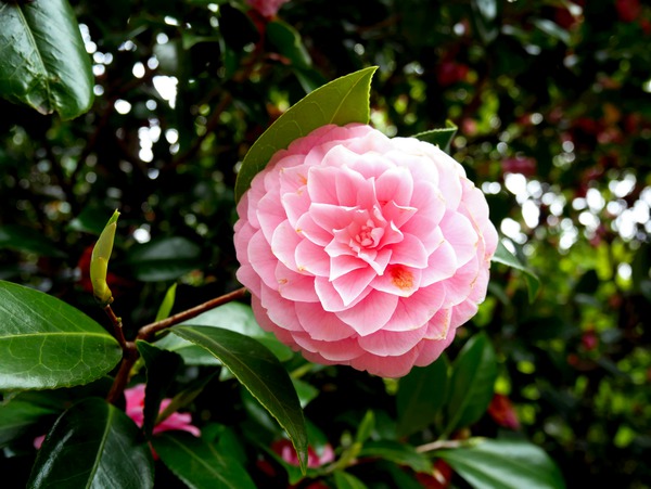 Blooms of Joy 1B Digital Download