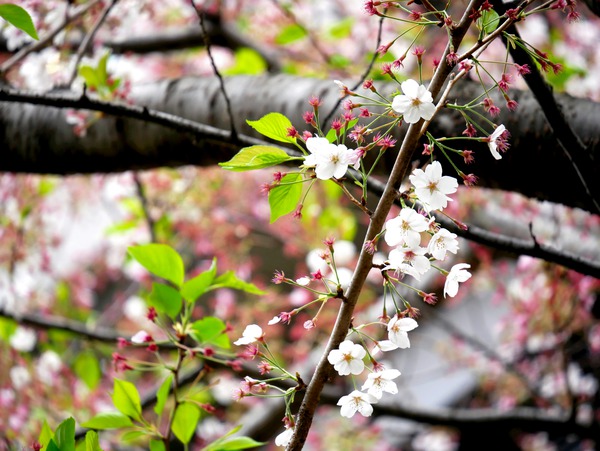 Cherry Blossom 2 Téléchargement Numérique