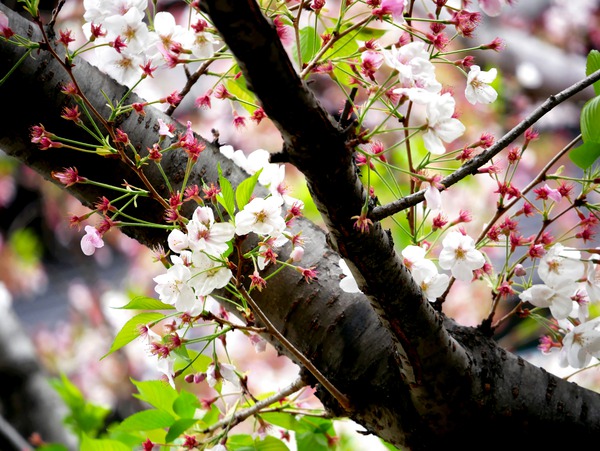 Cherry Blossom 2B Digital Download