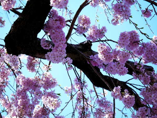 Cherry Blossom  Téléchargement Numérique