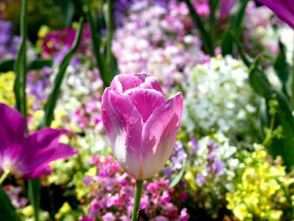 Tulips Are Better Than One 2 Digital Download