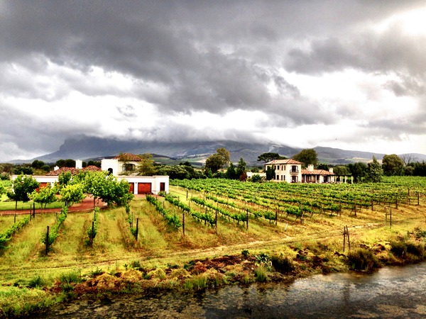 Vineyard in South Africa Digital Download