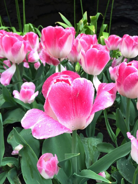 Tulips Are Better Than One C Téléchargement Numérique