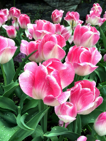 Tulips Are Better Than One B Digital Download