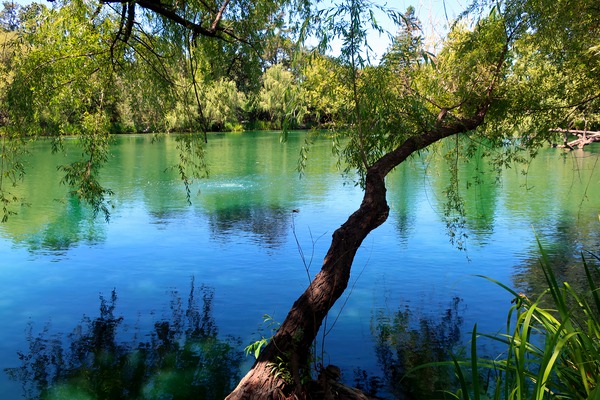 Pond Do  Digital Download