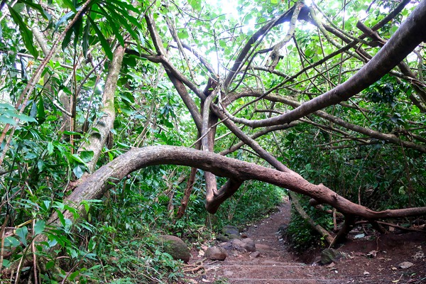 Branches of Life Téléchargement Numérique