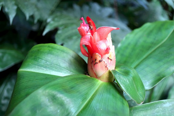 Flower Bud Digital Download