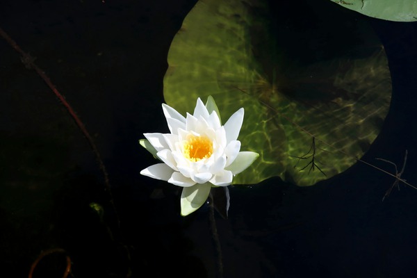 Blooms of Joy Digital Download