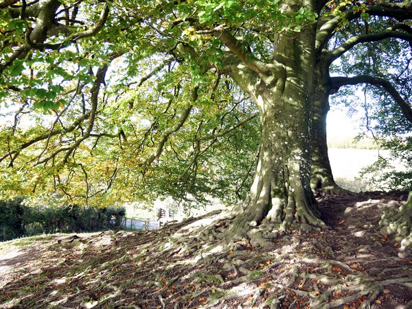 Rooted in Strength Téléchargement Numérique