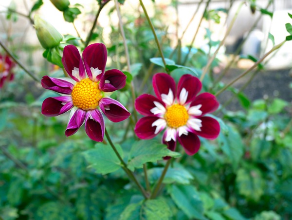 Flower Bloom 5 Digital Download