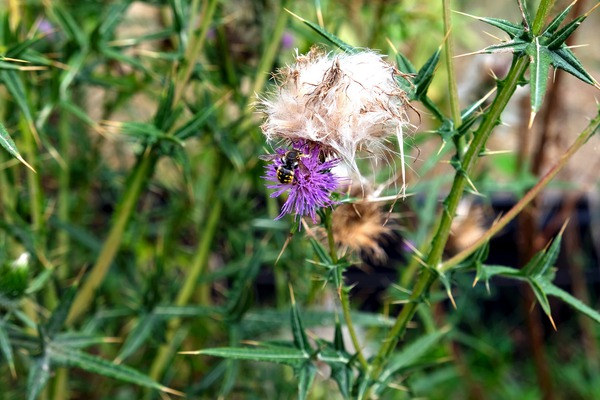 To Bee or Not to Bee   Téléchargement Numérique