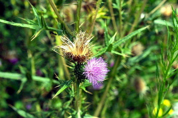 Thistle Be a Good Day Digital Download