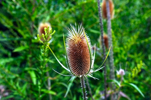 A Beautiful Prick Digital Download