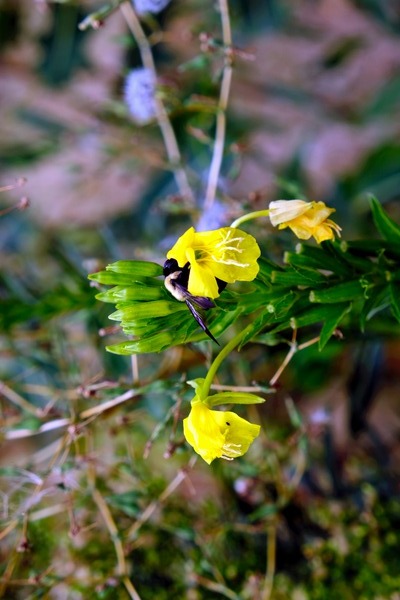 To Bee or Not to Bee  3   -- The Struggle Is Real Digital Download