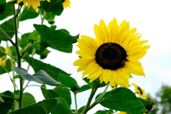 Hello Sunshine 2 Digital Download