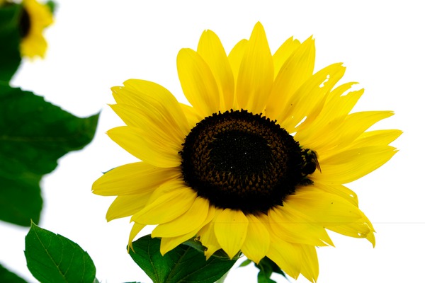 Blooms of Joy 3 Téléchargement Numérique