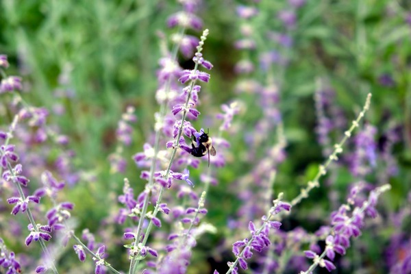 To Bee or Not To Bee--Small Flower Big Flavor 2 Digital Download