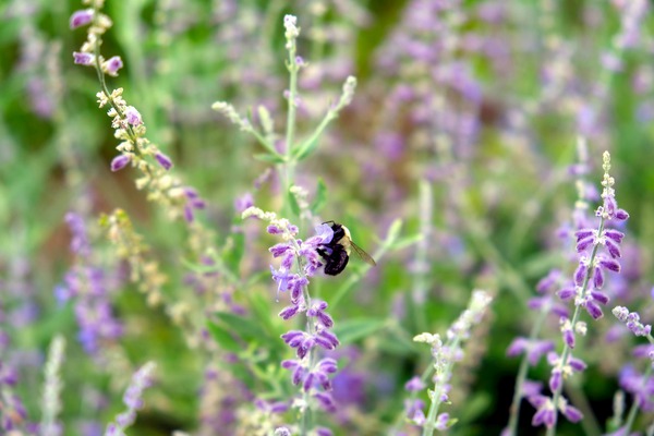 To Bee or Not to Bee -- Small Flower Big Flavor  Téléchargement Numérique