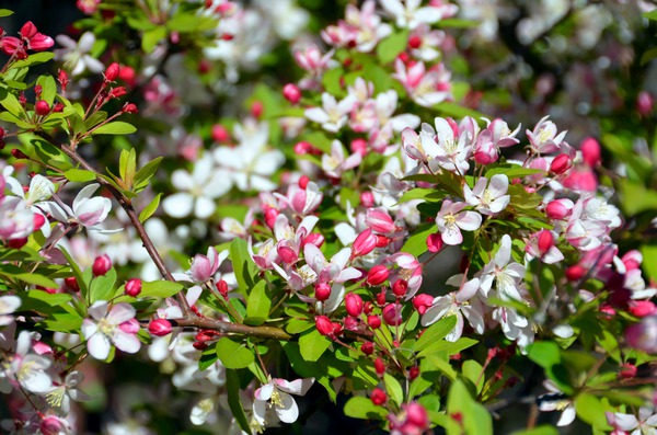 A Berry Cherry Blossom Day to You Digital Download