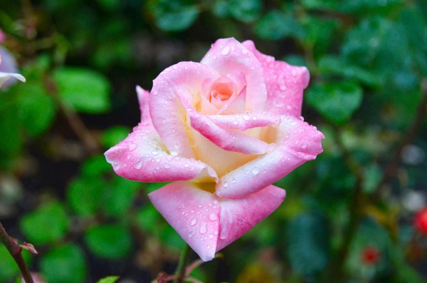 Beautiful Sweat Digital Download