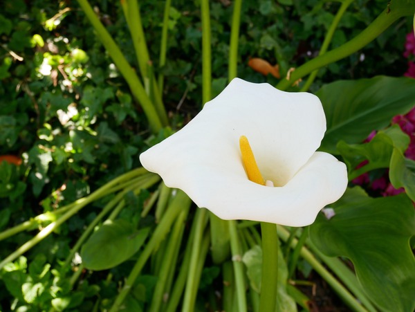 Golden Rod Exposed Digital Download