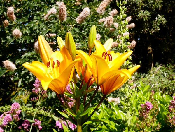 Bursting Beauty 2 Digital Download