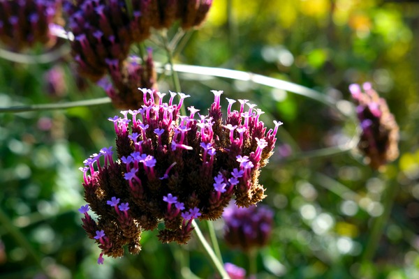 Cluster of Miniature Flowers Digital Download