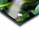 Shy Blossom in Green Embrace Acrylic print