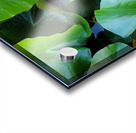 Lusty Lily: Beneath the Folds Acrylic print